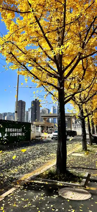 4k晴朗壁纸 - 树干 - 秋日 - 落叶「哲风壁纸」
