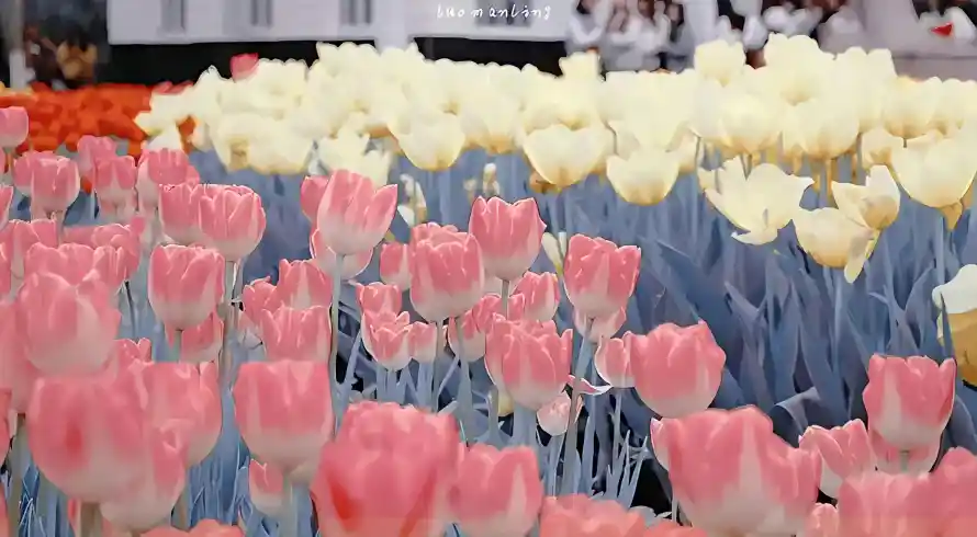 2k治愈壁纸-清新 - 精选-花卉「哲风壁纸」