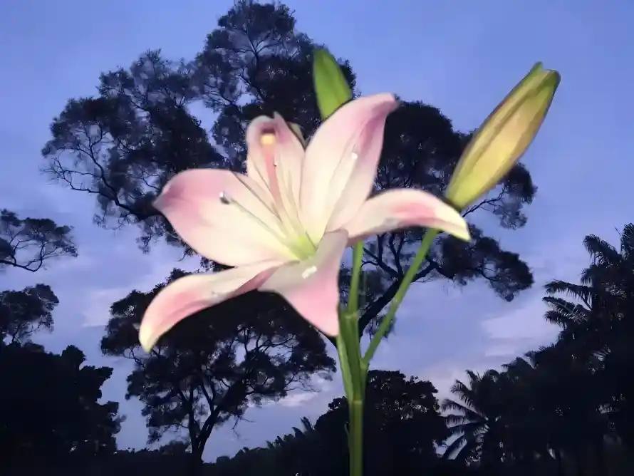 2k傍晚壁纸-剪影 - 夜晚-户外「哲风壁纸」