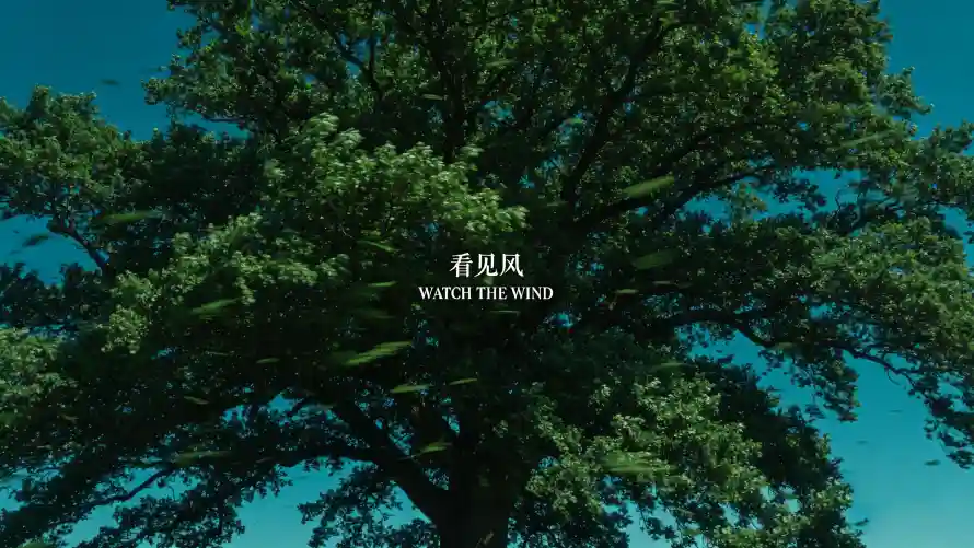 3k夏日壁纸-风 - 大树-宁静「哲风壁纸」