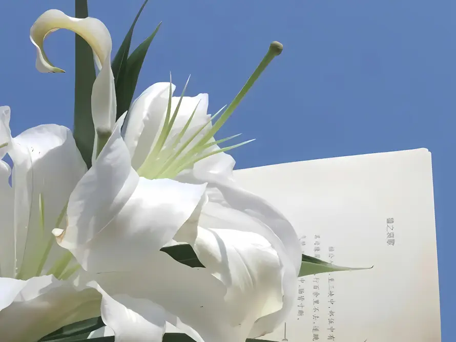 2k书页壁纸-文艺 - 晴天-清新「哲风壁纸」