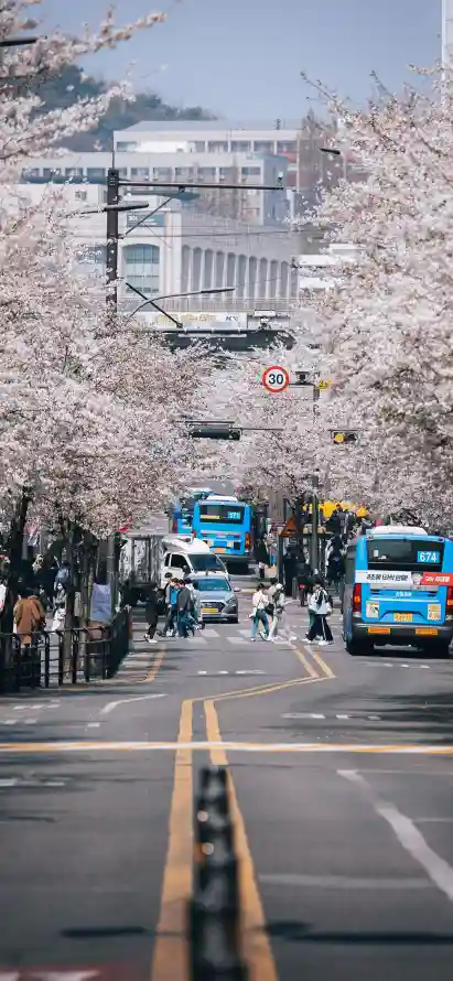 4k春日壁纸 - 樱花 - 汽车 - 花树「哲风壁纸」