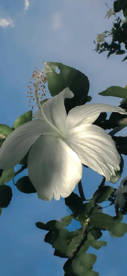 4k户外壁纸 - 晴天 - 植物 - 独枝「哲风壁纸」