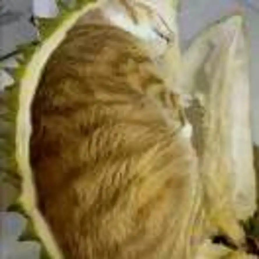 AAA一猫山王榴莲批发的头像