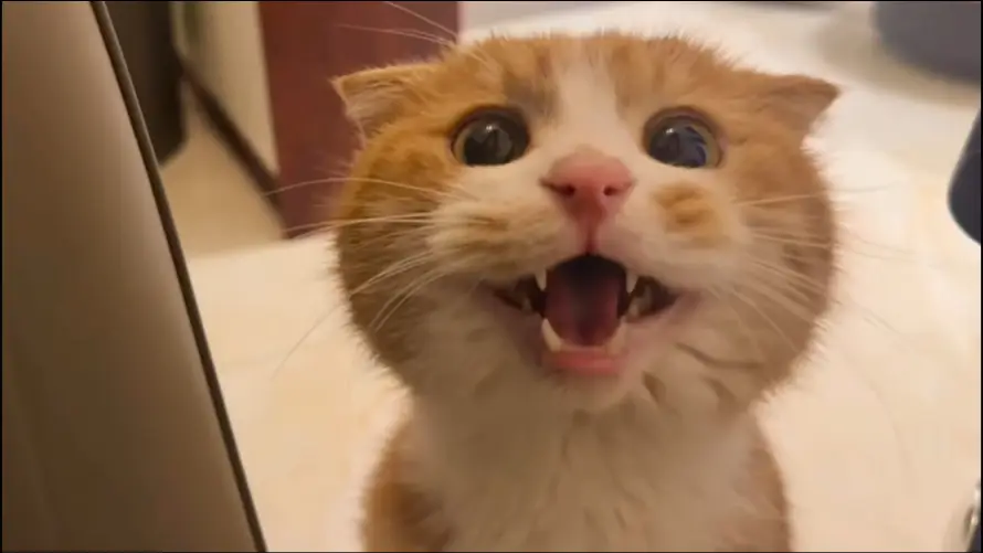 3k可爱壁纸-猫 - 呆萌-宠物「哲风壁纸」