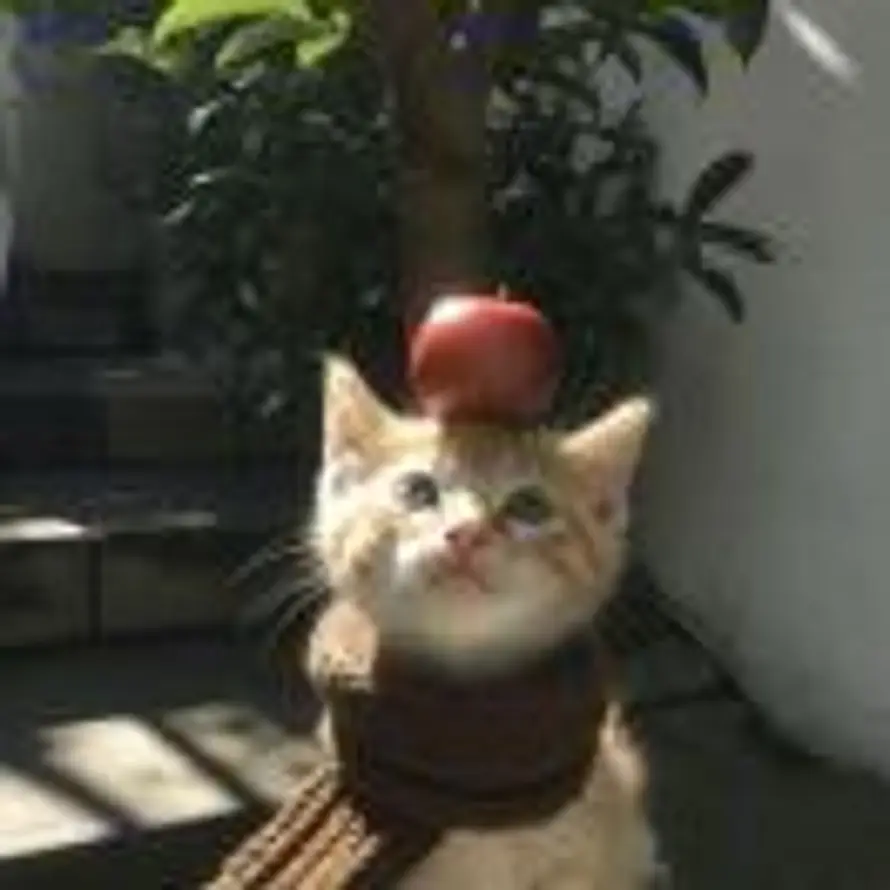 TXY的头像