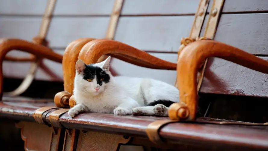2k休憩壁纸-宫猫 - 御猫-慵懒「哲风壁纸」