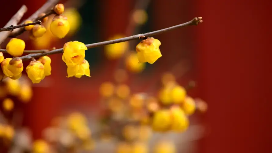 2k微距壁纸-枝条 - 特写-红墙「哲风壁纸」