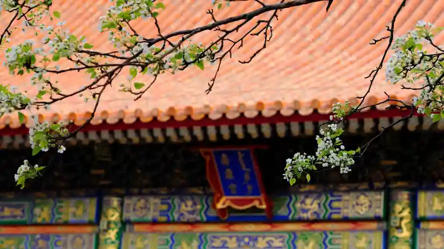 2k彩画壁纸-新芽 - 春天-白花「哲风壁纸」