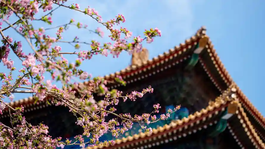 2k故宫壁纸-春季 - 春花-晴空「哲风壁纸」