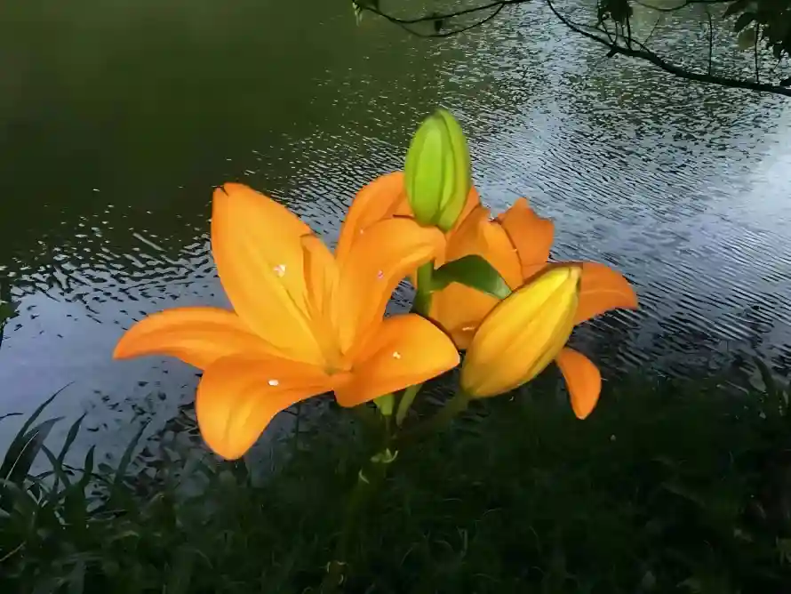 2k水珠壁纸-水面 - 波纹-湖水「哲风壁纸」
