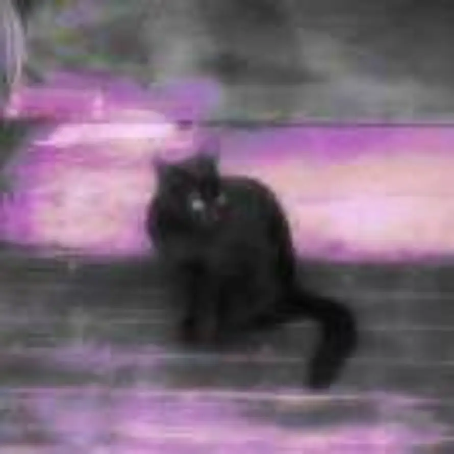 a  cat的头像