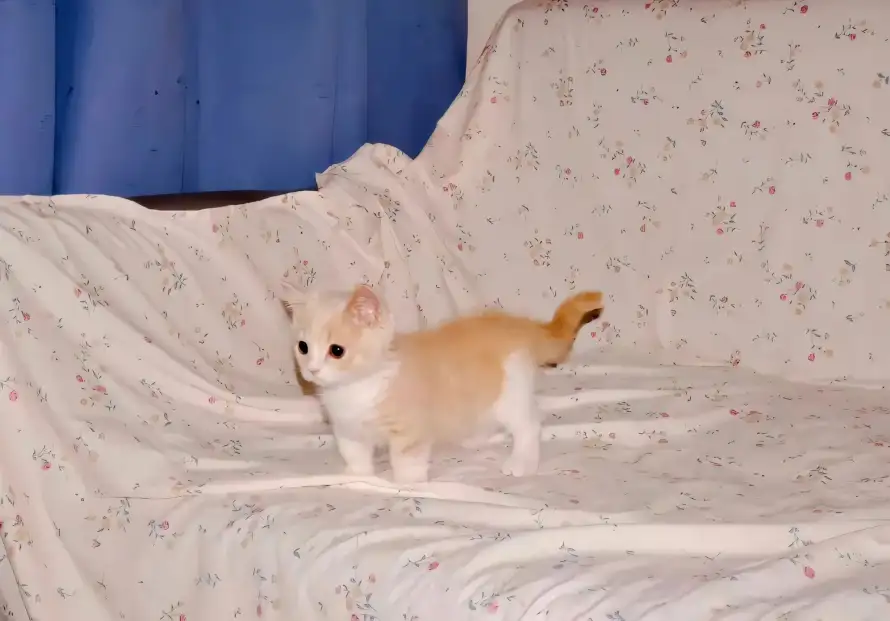 2k可爱壁纸-奶猫 - 宠物-小猫「哲风壁纸」