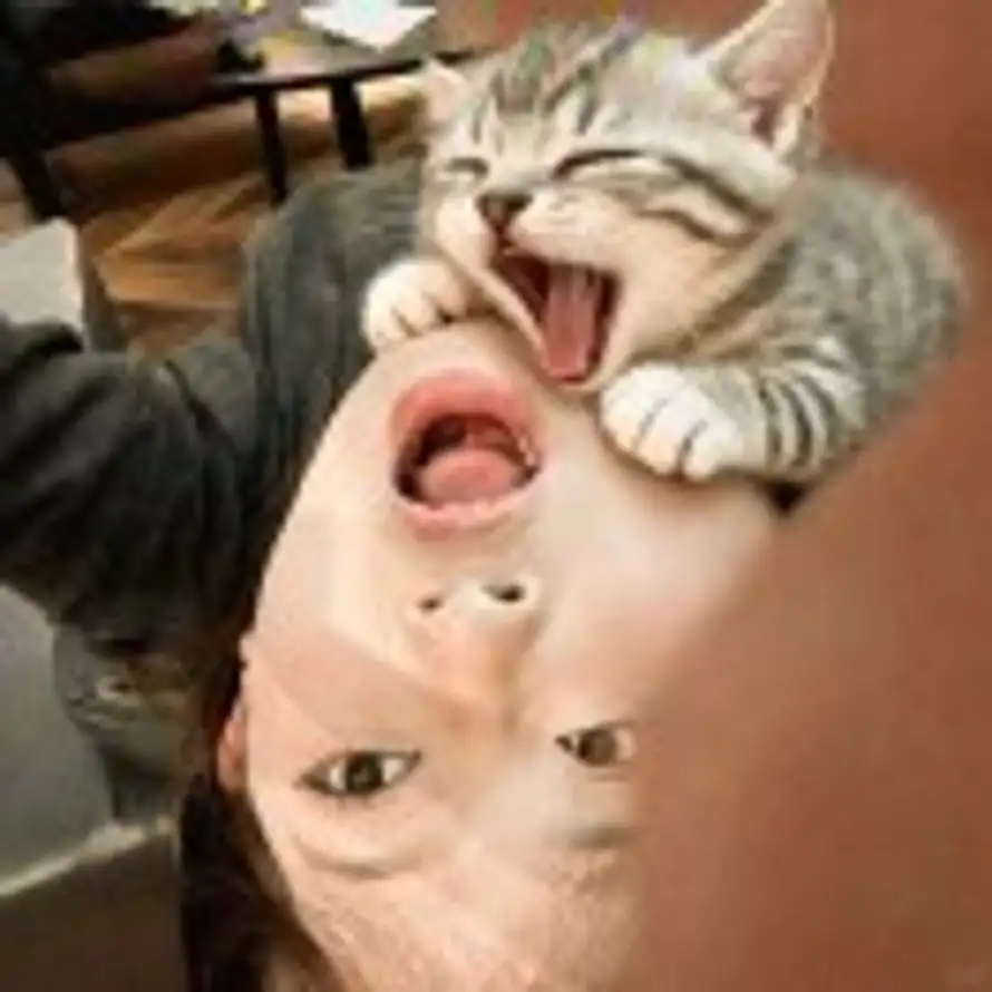 顾盼。的头像