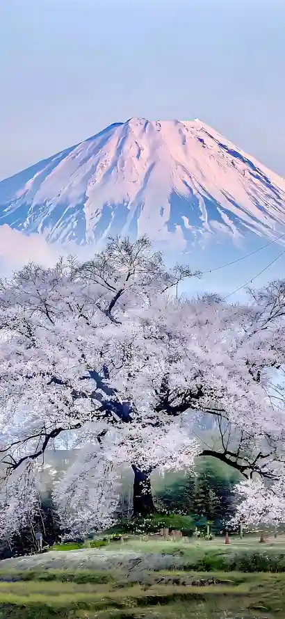 4k日本壁纸 - 春季 - 晴空 - 樱花「哲风壁纸」