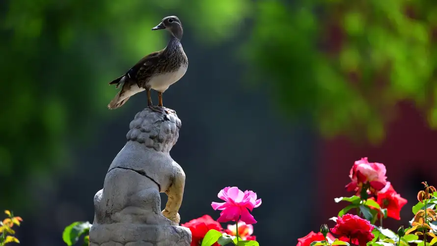 2k夏日壁纸-故宫 - 水鸟-生机「哲风壁纸」