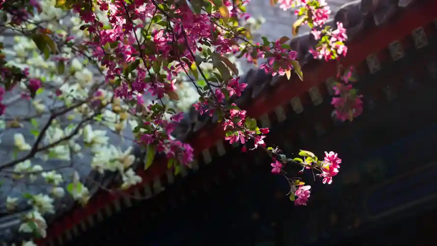 2k宫墙壁纸-故宫 - 春日-春花「哲风壁纸」