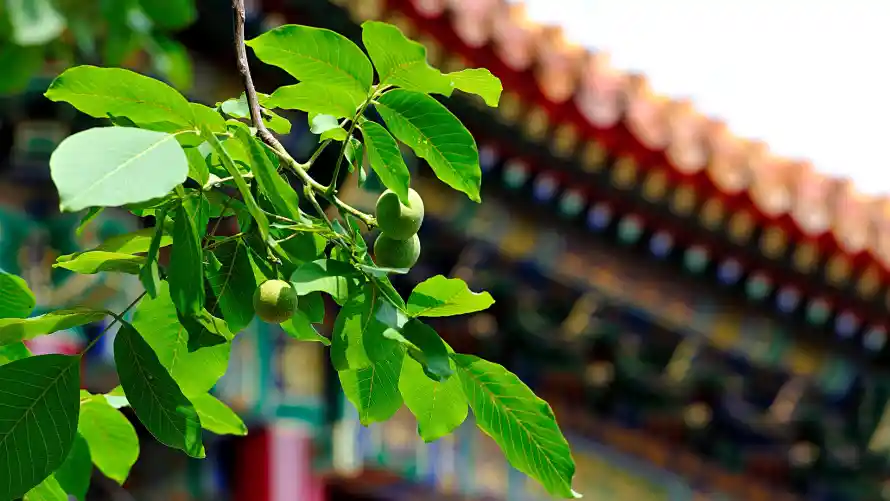 2k夏日壁纸-屋檐 - 故宫-新绿「哲风壁纸」