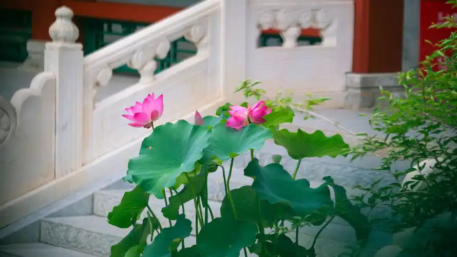 4k夏日壁纸-故宫 - 石阶-红墙「哲风壁纸」