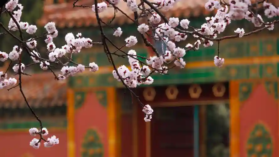 4k宫苑壁纸-故宫 - 春季-春花「哲风壁纸」