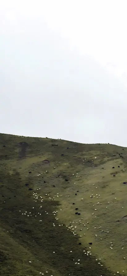 4k山坡壁纸 - 山川 - 牧场 - 羊群「哲风壁纸」