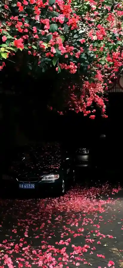 4k地面壁纸 - 红花 - 绿植 - 花瓣「哲风壁纸」