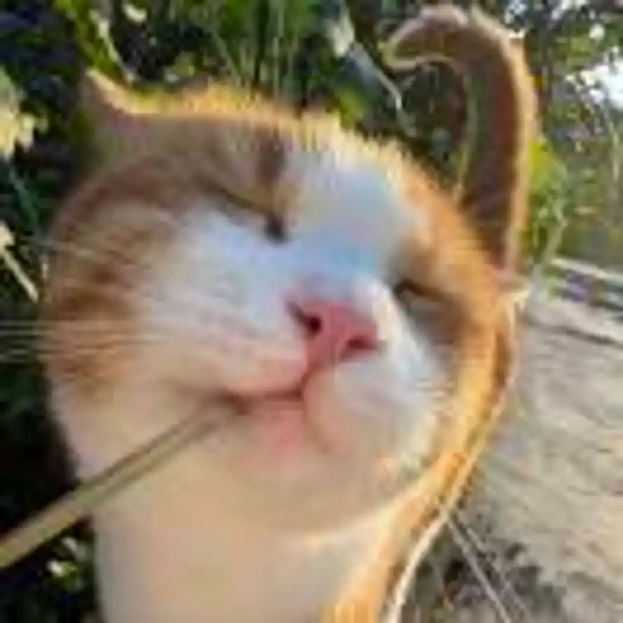 白猫浮绿水的头像
