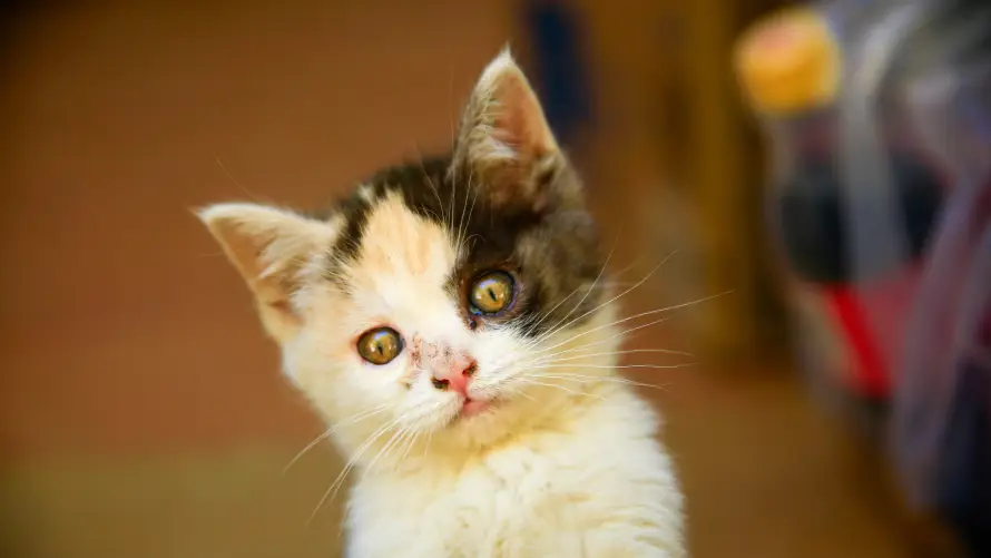 6k动物壁纸-猫 - 可爱-呆萌「哲风壁纸」