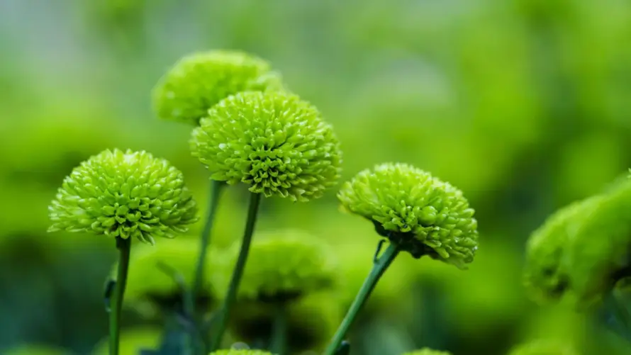 2k嫩绿壁纸-花 - 植物-清新「哲风壁纸」