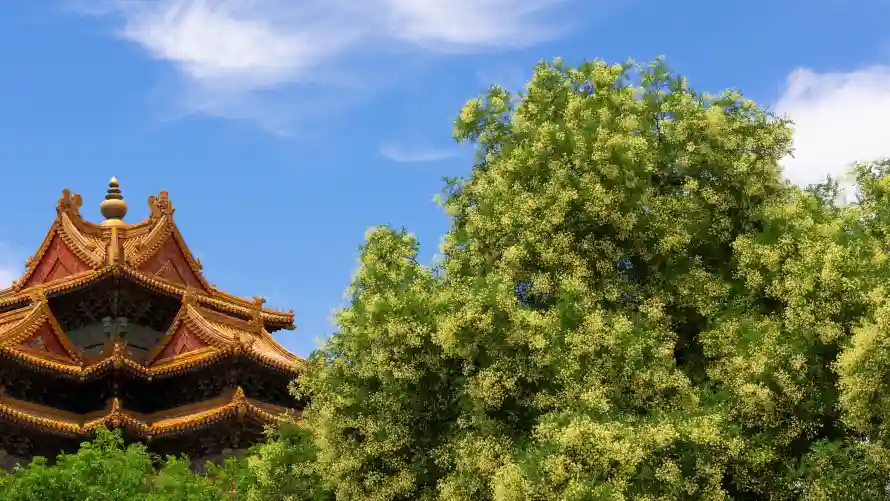 4k白云壁纸-绿树 - 蓝天-风光「哲风壁纸」