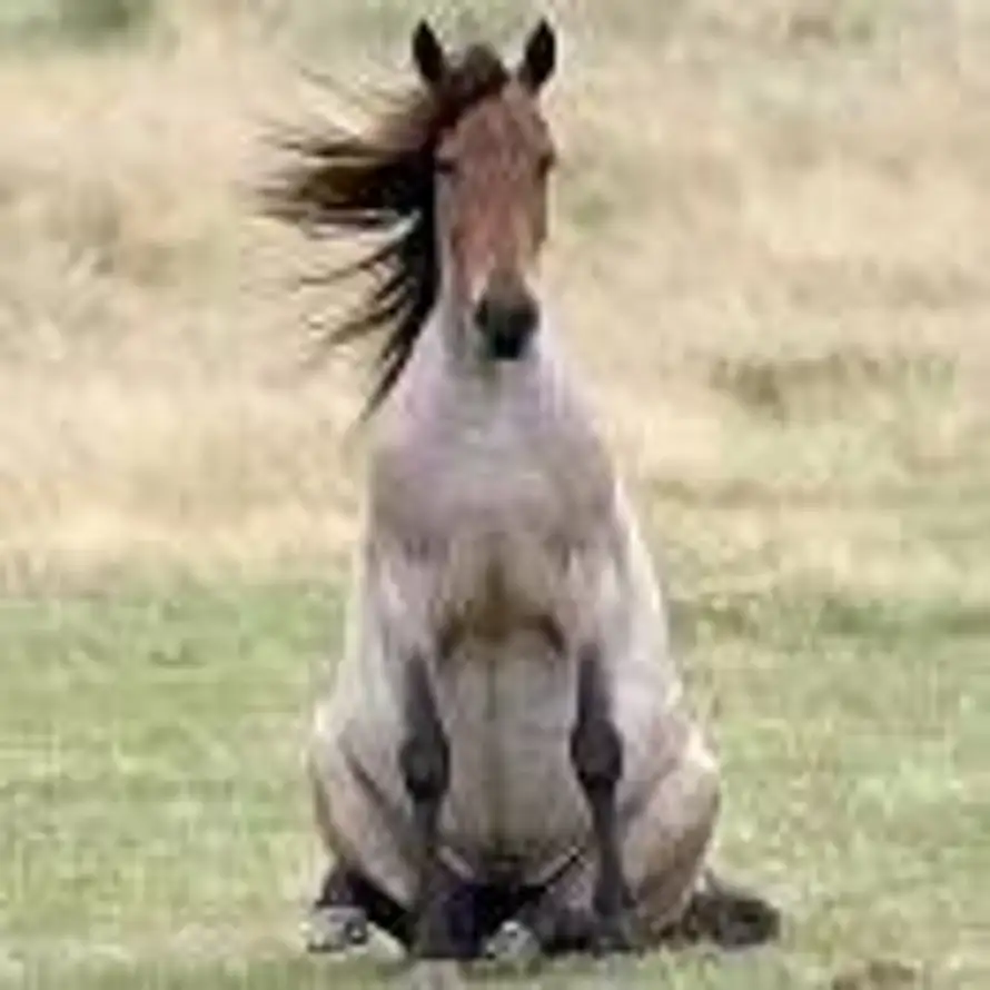 叫我梅先生的用户头像 - 哲风壁纸