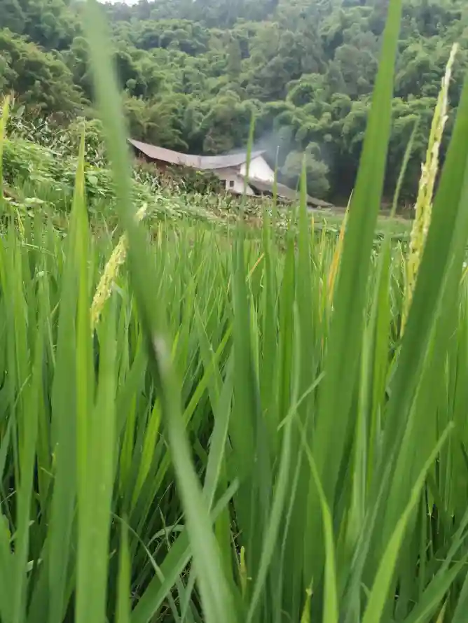 4k乡村壁纸 - 乡野 - 农舍 - 家乡「哲风壁纸」