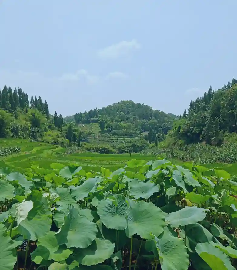 4k乡村壁纸 - 乡野 - 夏日 - 山林「哲风壁纸」