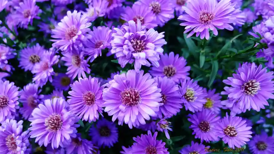 3k绿叶壁纸-花卉 - 菊科-紫菀属「哲风壁纸」