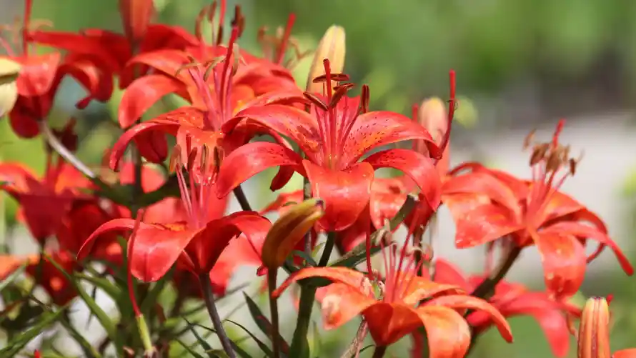 4k盛开壁纸-红花 - 花卉-花苞「哲风壁纸」