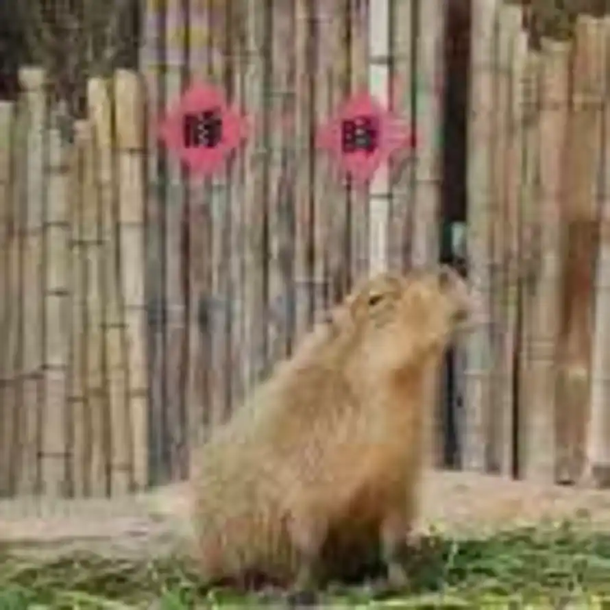Elbe的头像