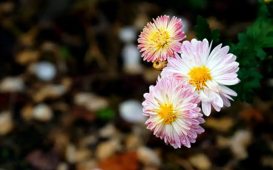 2k绿植壁纸-花 - 雏菊-户外花卉「哲风壁纸」