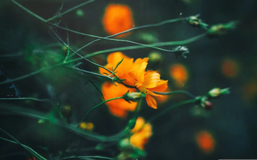 6k散景壁纸-植物 - 花苞-花茎「哲风壁纸」