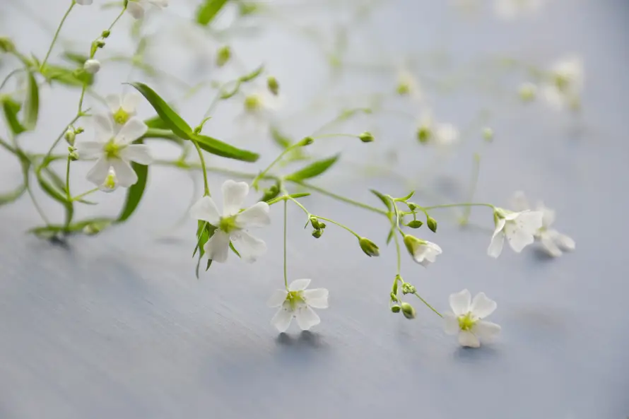 5k微距壁纸-植物 - 清新-简约「哲风壁纸」