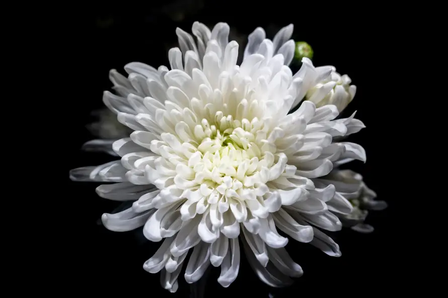 6k素雅壁纸-绽放 - 花卉-花瓣「哲风壁纸」