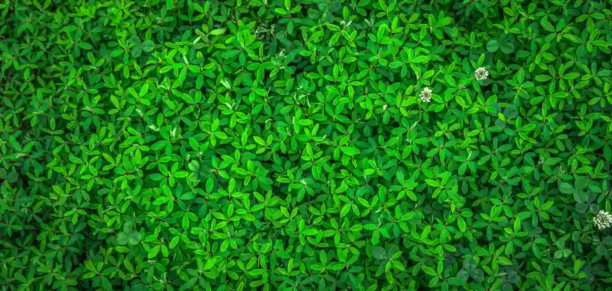 5k叶片壁纸-植物 - 植被-清新「哲风壁纸」