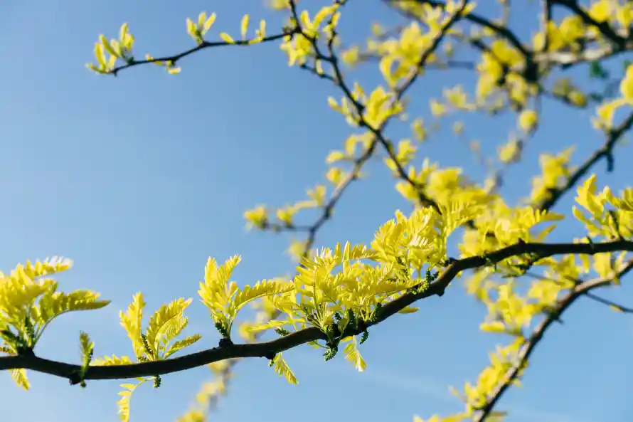 4k晴空壁纸-树枝 - 秋日-花枝「哲风壁纸」