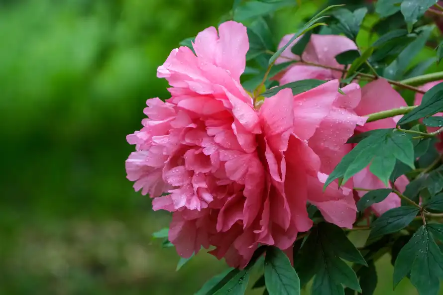 6k牡丹壁纸-绿叶 - 花簇-重瓣花「哲风壁纸」 6k牡丹壁纸-绿叶 - 花簇-重瓣花「哲风壁纸」