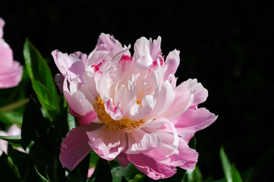 6k国花壁纸-牡丹 - 特写-盛开「哲风壁纸」