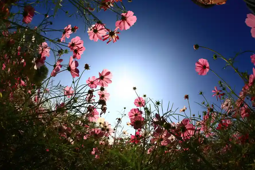 6k仰拍壁纸-户外 - 晴空-花丛「哲风壁纸」