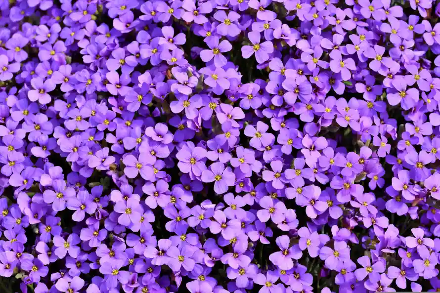 6k花簇壁纸-南庭芥 - 四瓣花-地被花卉「哲风壁纸」 6k花簇壁纸-南庭芥 - 四瓣花-地被花卉「哲风壁纸」
