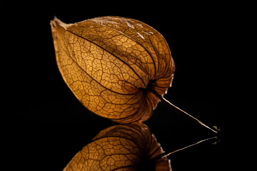 6k果实壁纸-果萼 - 植物-特写「哲风壁纸」