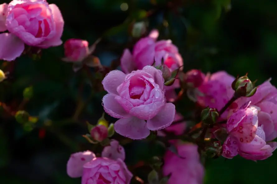 4k绿叶壁纸-花丛 - 花枝-花苞「哲风壁纸」