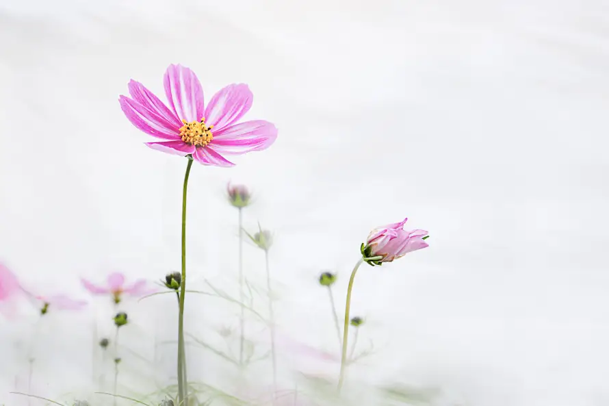 5k植物壁纸-清新 - 留白-简约「哲风壁纸」