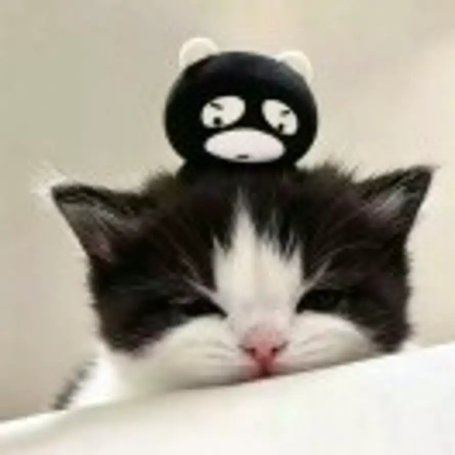 言莫信的头像